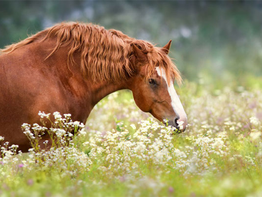 Caballo-alimentacion-carascteristicas-web-blog